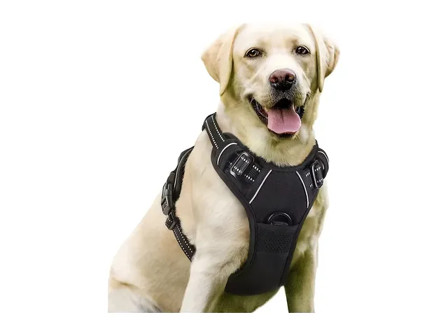 A yellow Labrador wearing a black padded walking harness